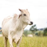 João Eustáquio De Almeida Junior explica como a rastreabilidade na carne garante controle de origem, aumenta a confiança do consumidor e abre novas oportunidades de mercado.