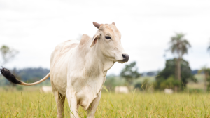 João Eustáquio De Almeida Junior explica como a rastreabilidade na carne garante controle de origem, aumenta a confiança do consumidor e abre novas oportunidades de mercado.
