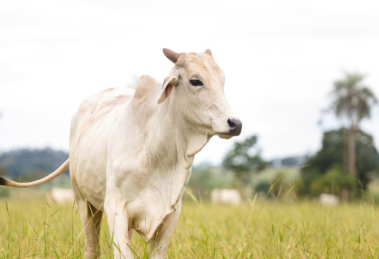 João Eustáquio De Almeida Junior explica como a rastreabilidade na carne garante controle de origem, aumenta a confiança do consumidor e abre novas oportunidades de mercado.