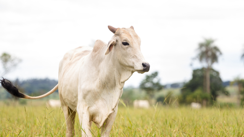 João Eustáquio De Almeida Junior explica como a rastreabilidade na carne garante controle de origem, aumenta a confiança do consumidor e abre novas oportunidades de mercado.