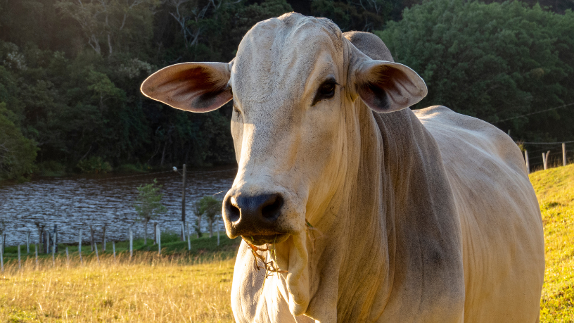 Com a visão de João Eustáquio De Almeida Junior, entenda como o controle de origem da carne agrega valor ao produto e fortalece a competitividade no setor.